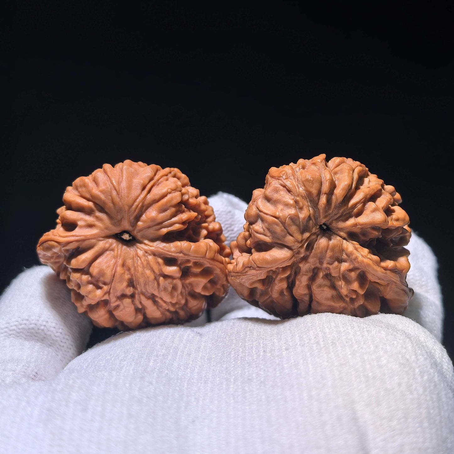 The Singularities | Collector-Grade "Guanmao Snake" (GMS) Pair | 40.0mm x 34.0mm | GMS-1201E - ThePatinaProject