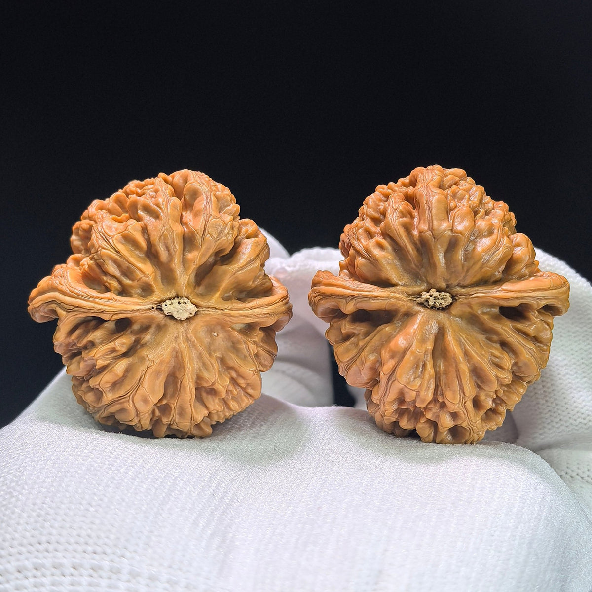 The Spectacular "Thick Ridge" Cujin Lion Head Masterpiece | 39.0mm x 42.0mm | CJ-1402 - ThePatinaProject