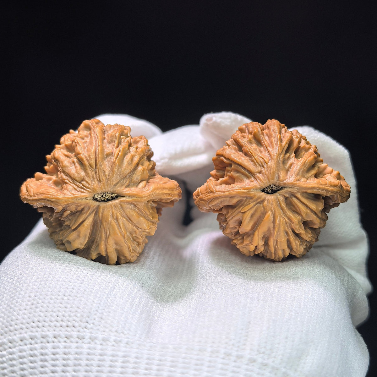 The Symmetrical "Wheat Ear" Tiger Head Pocket Masterpiece | 38.0mm x 36.0mm | MSHT-1407 - ThePatinaProject