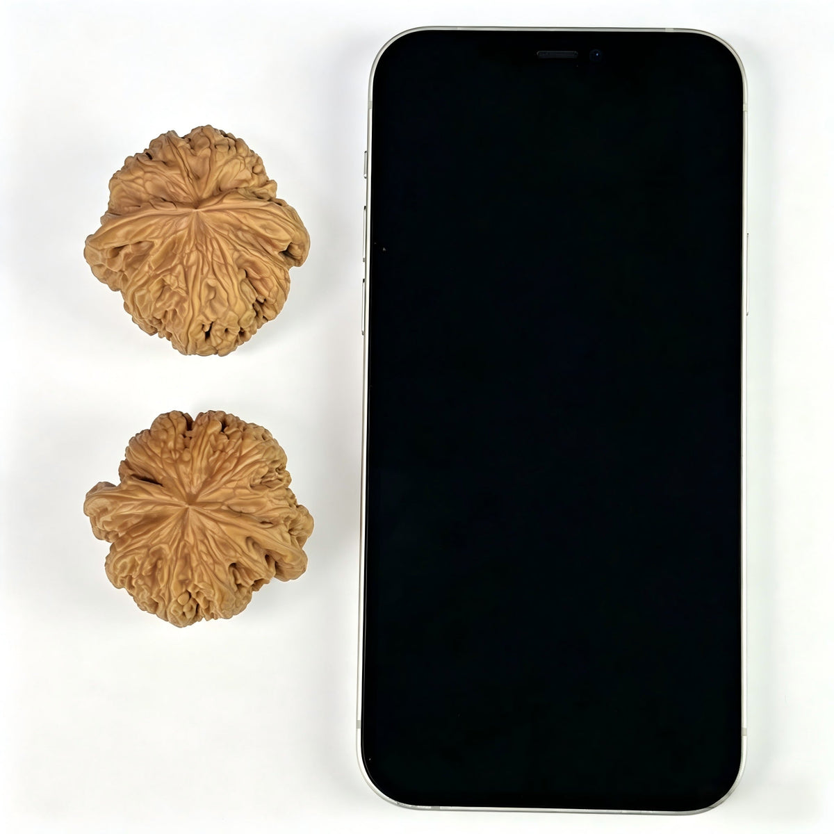The "Thick Vein" (Cu Jin) Balanced Giant Pair | 40.0mm x 39.0mm | CJ-811 - ThePatinaProject