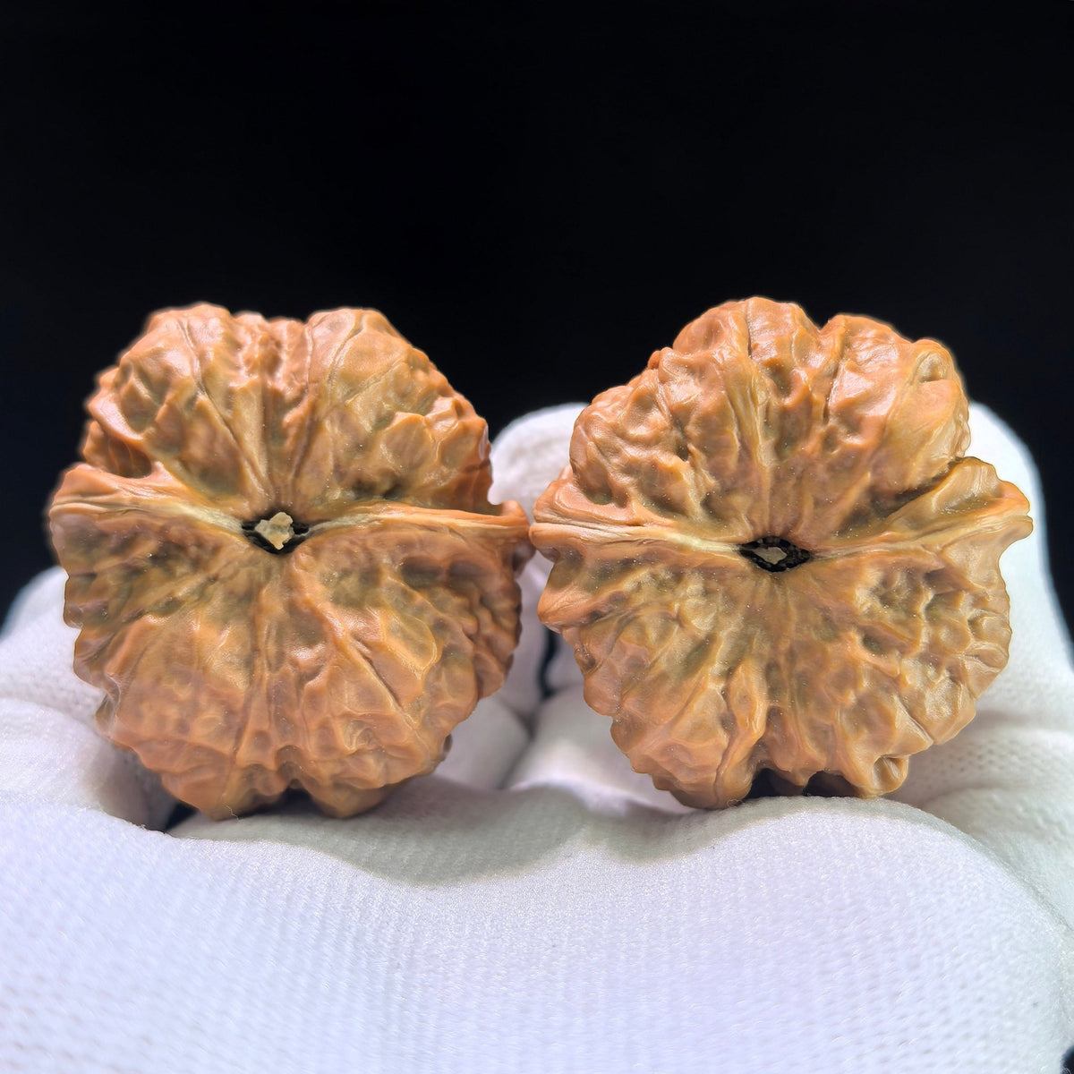The "Toad Head" (Hamatou) Matched Pair | 41.0mm x 38.0mm | HMT-1201C - ThePatinaProject