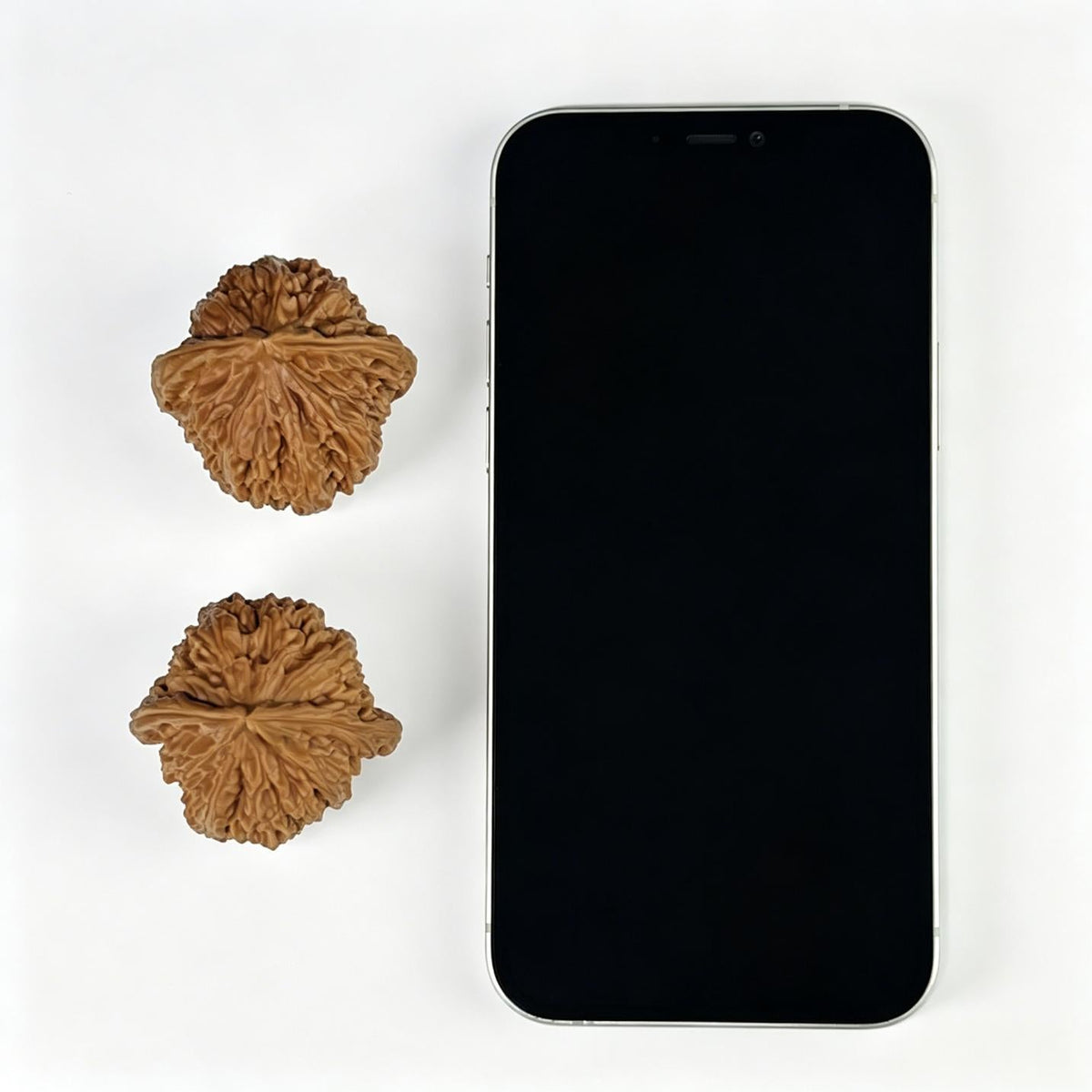 The "Triangel White Lion" (San Jiao Bai Shi Zi) Rare Mutation Pair | 43.0mm x 40.0mm | Classic Low-Profile Format | SJBSZ-1001 - ThePatinaProject