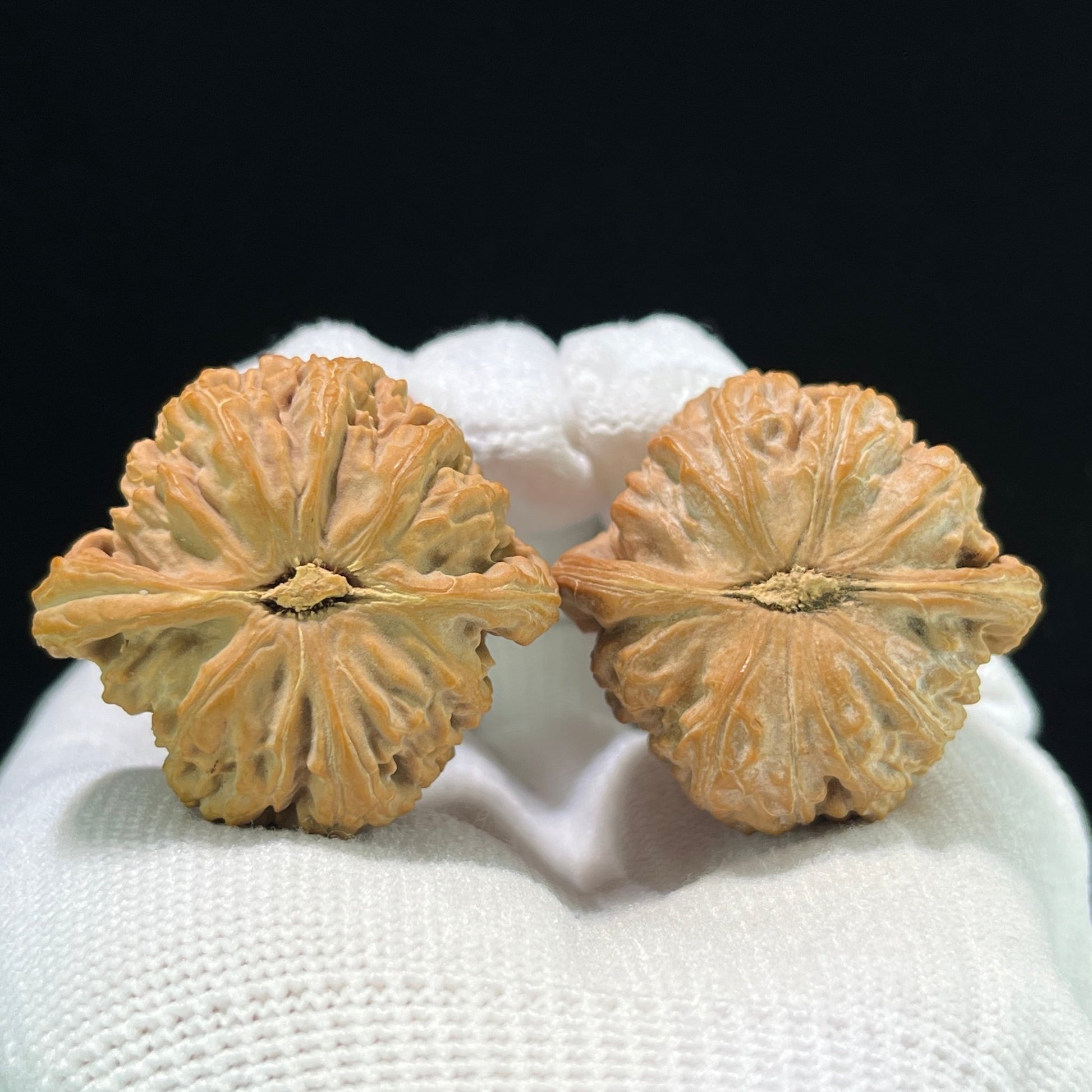 The "Triangle White Lion" (San Jiao Bai Shi Zi) Rare Mutation Pair | 37.0mm x 35.0mm | Compact Shou Nian Format | SJBSZ-1002 - ThePatinaProject