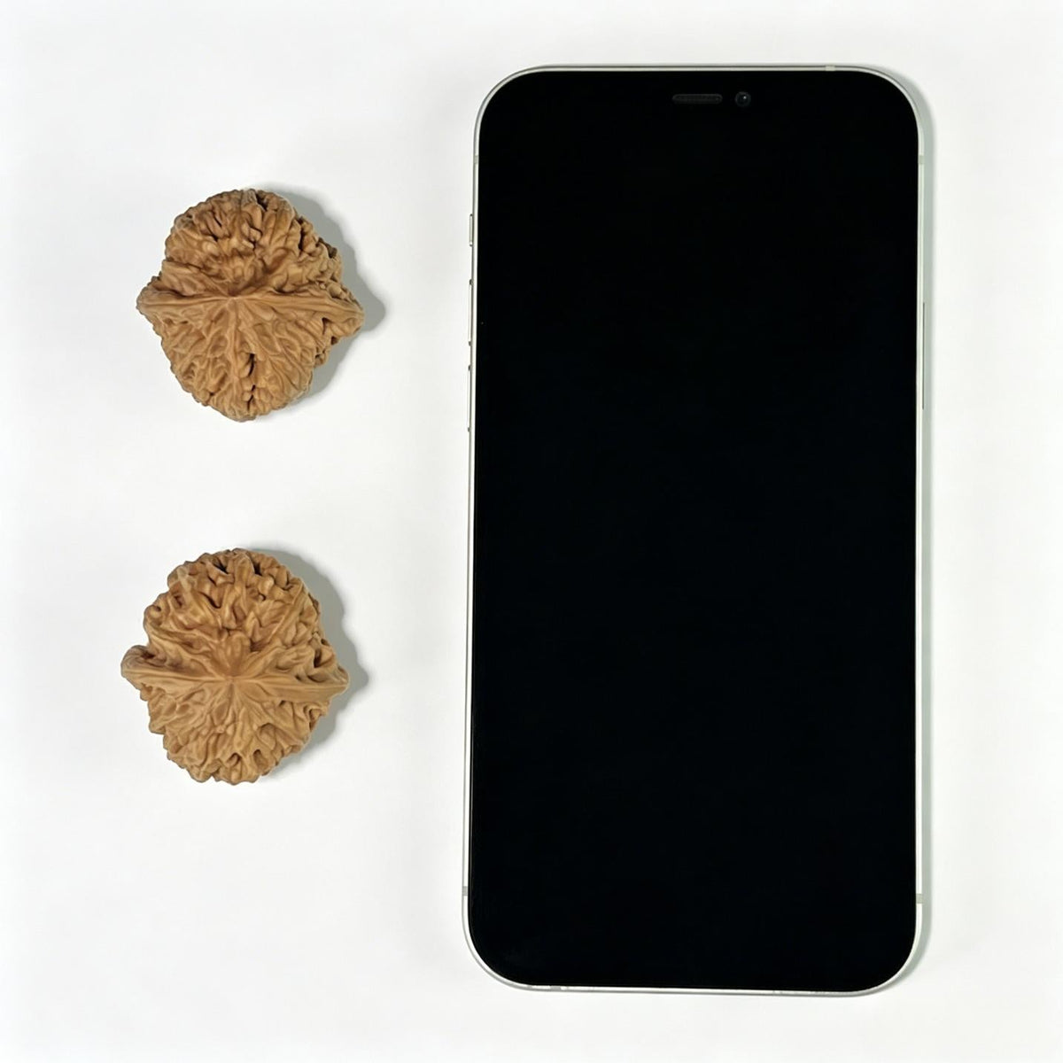 The "Wild Bison" (Ye Niu) Premium Hand-Twirling Pair | 35.0mm x 37.0mm | Compact Shou Nian Format | YN-1101 - ThePatinaProject