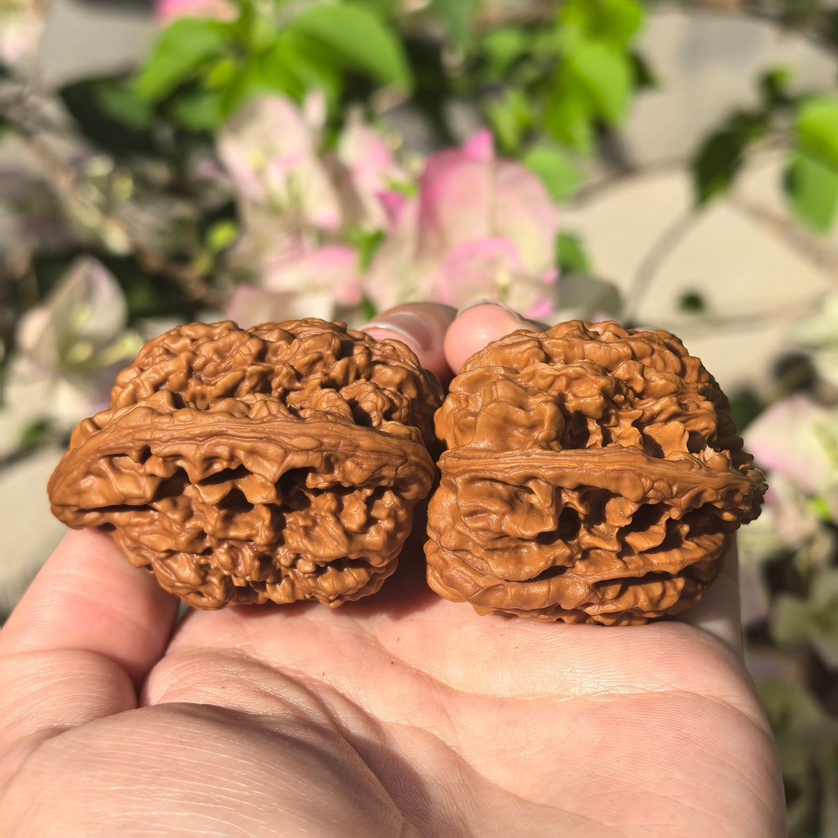 The Wild "Mountain Eagle" Guan Mao Pair | Boutique Grade | 40.0mm x 38.0mm | GMZSD-001 - ThePatinaProject