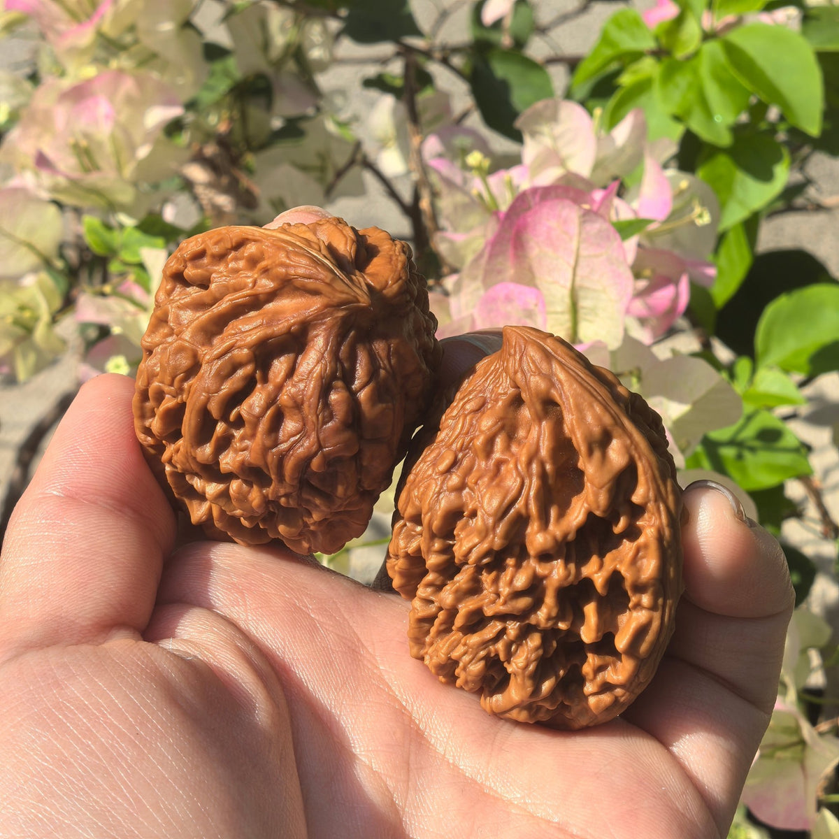 The Wild "Mountain Eagle" Guan Mao Pair | Boutique Grade | 40.0mm x 38.0mm | GMZSD-001 - ThePatinaProject