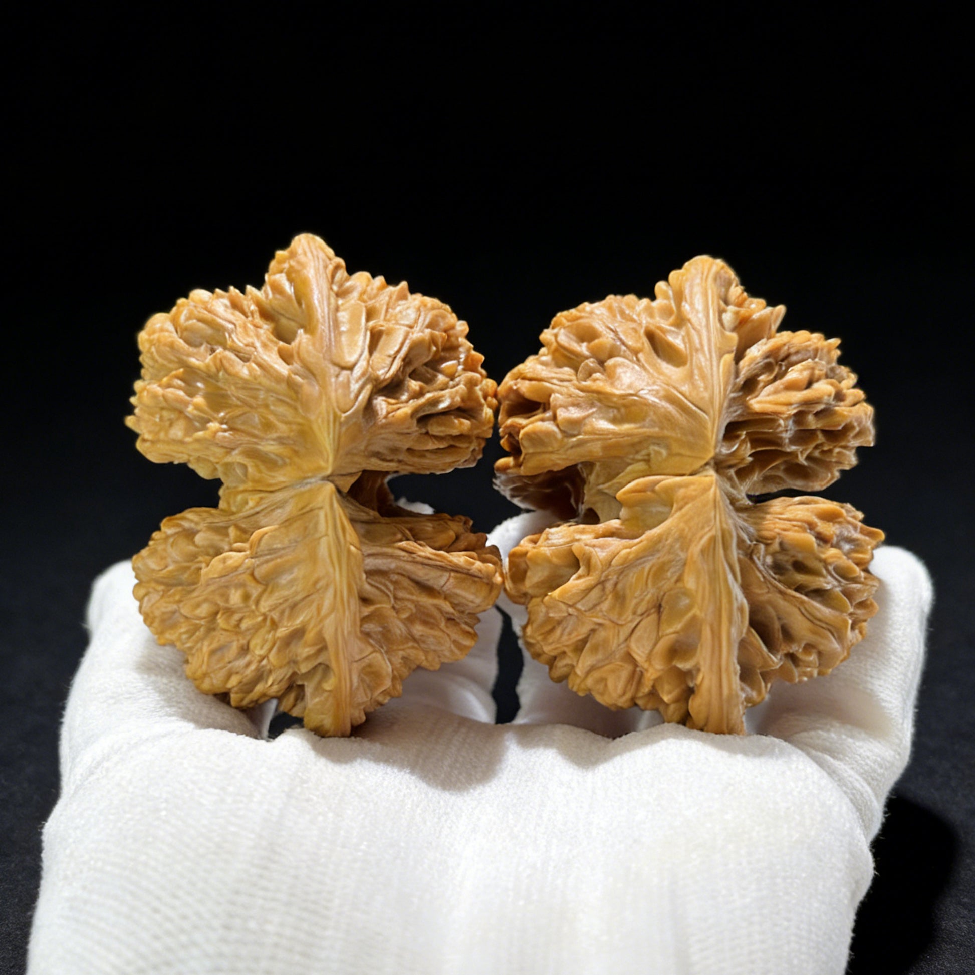 The Colossal "Official's Hat Horseshoe" Conjoined Twin | Museum Grade | 65.0mm x 65.0mm x 48.0mm | DGMBTLT-1001E - ThePatinaProject
