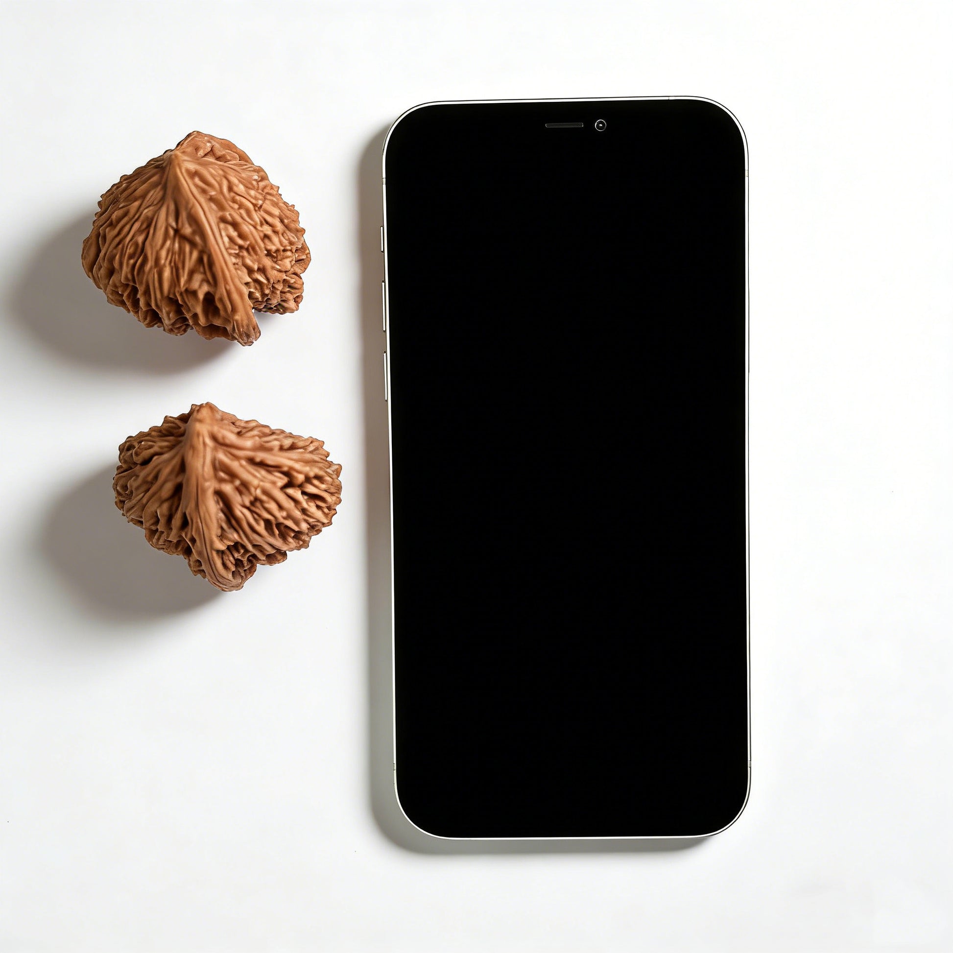 Pair of Walnut Hand Exercisers featuring white lion design, 42mm size from ThePatinaProject's Half-Wall White Lion collection.
