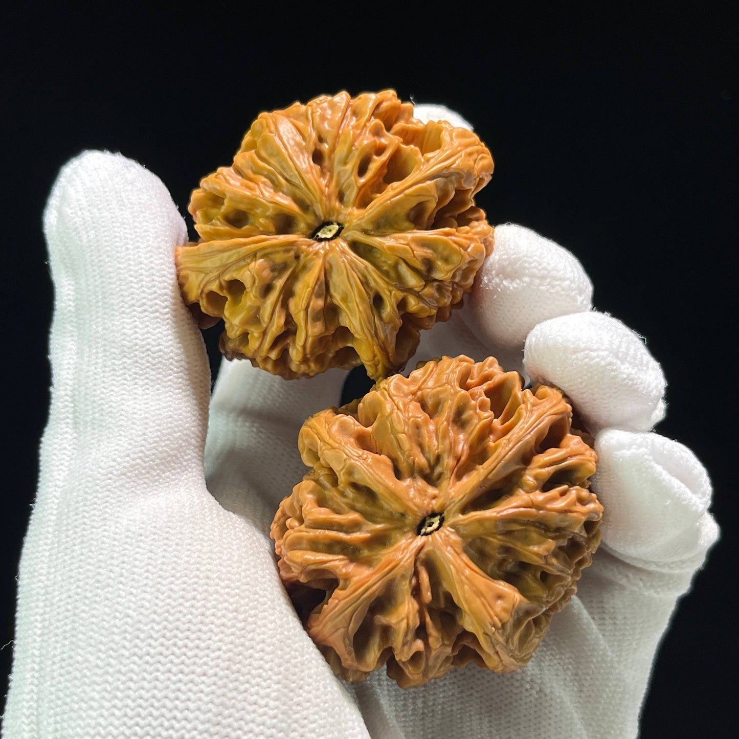 The Mythical "Nine Dragons Ridge" (Jiu Long Jin) Quad-Ridge Pair | Collector Grade | 42.0mm x 52.0mm