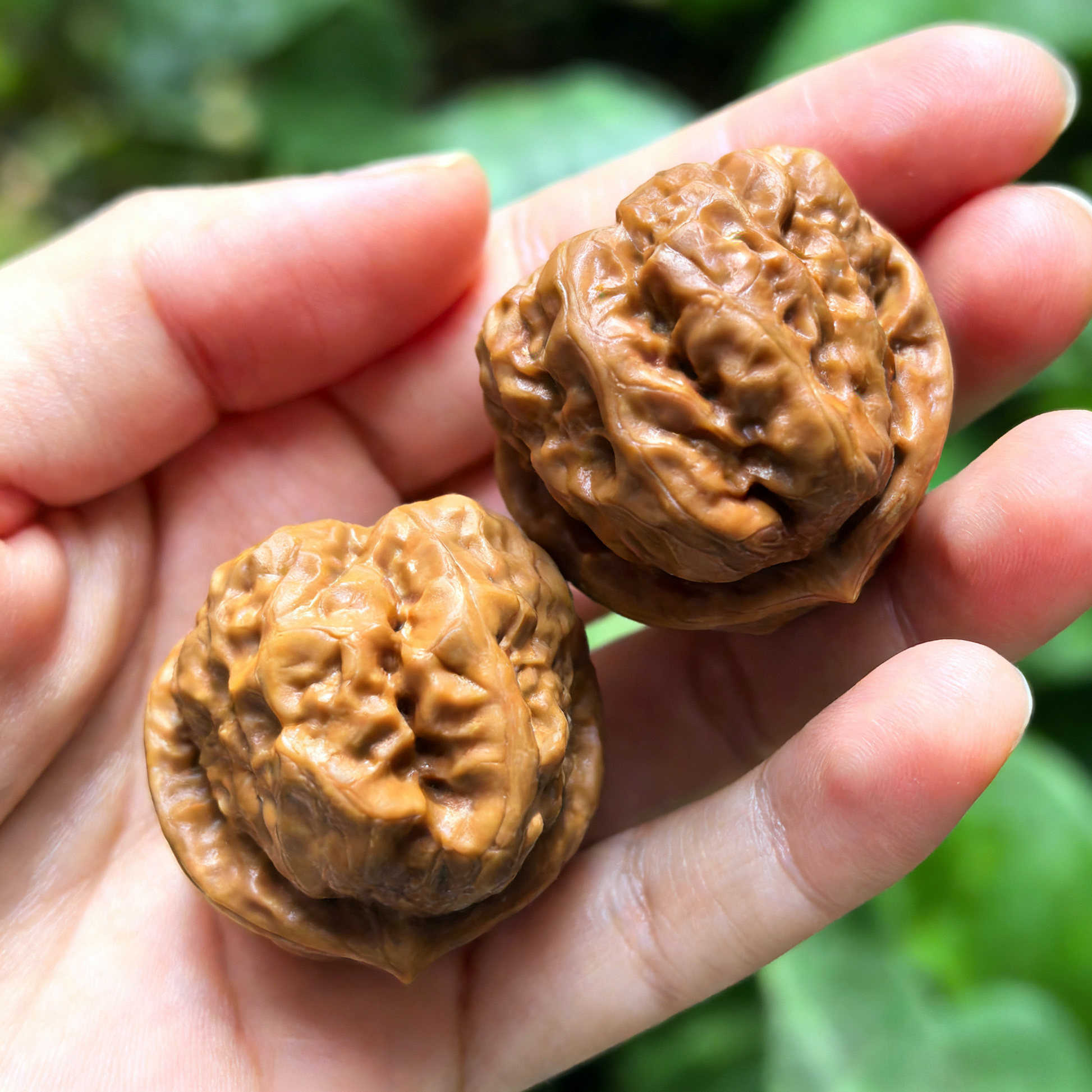 Pair of walnut hand exercisers featuring the "Toad Head" design from ThePatinaProject's low-profile Zen architecture collection.
