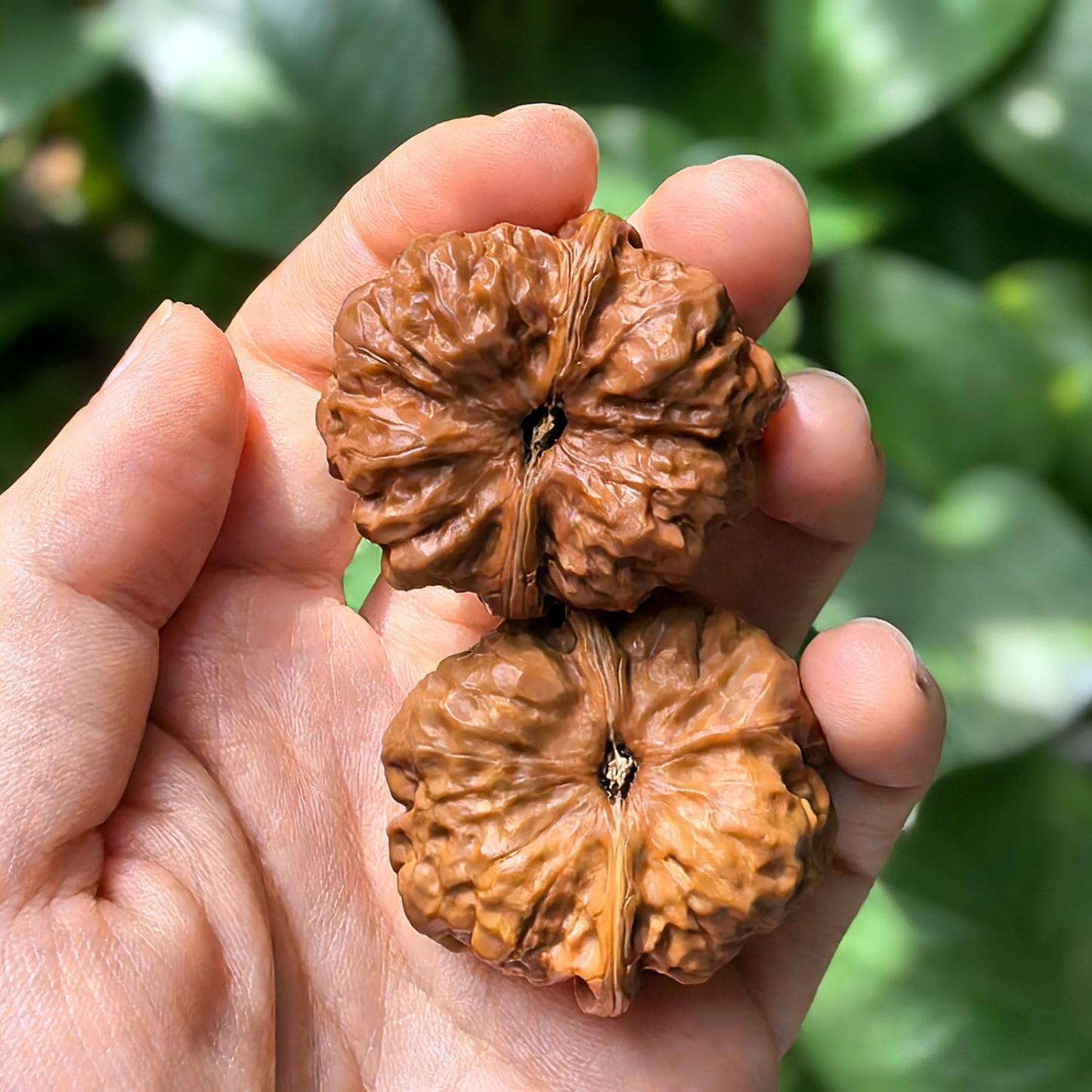 Walnut hand exercisers called Toad Head (Ha Ma Tou) from ThePatinaProject, featuring a classic low-profile Zen design in a collector’s pair
