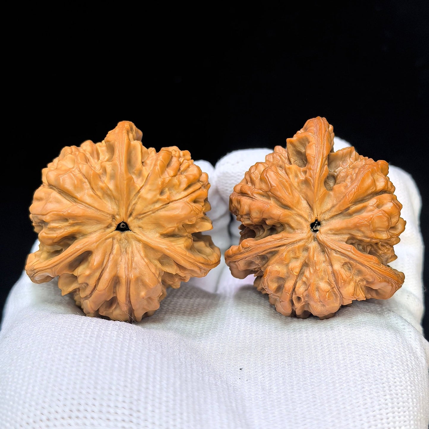 Three-Ribbed Giant Official's Hat (Da Guanmao Sanling) Scholar Walnuts Pair | Perfect 38.0mm x 38.0mm Isometric Profile | Collector Grade Masterpiece | Stock ID: DGMSN-02E - ThePatinaProject