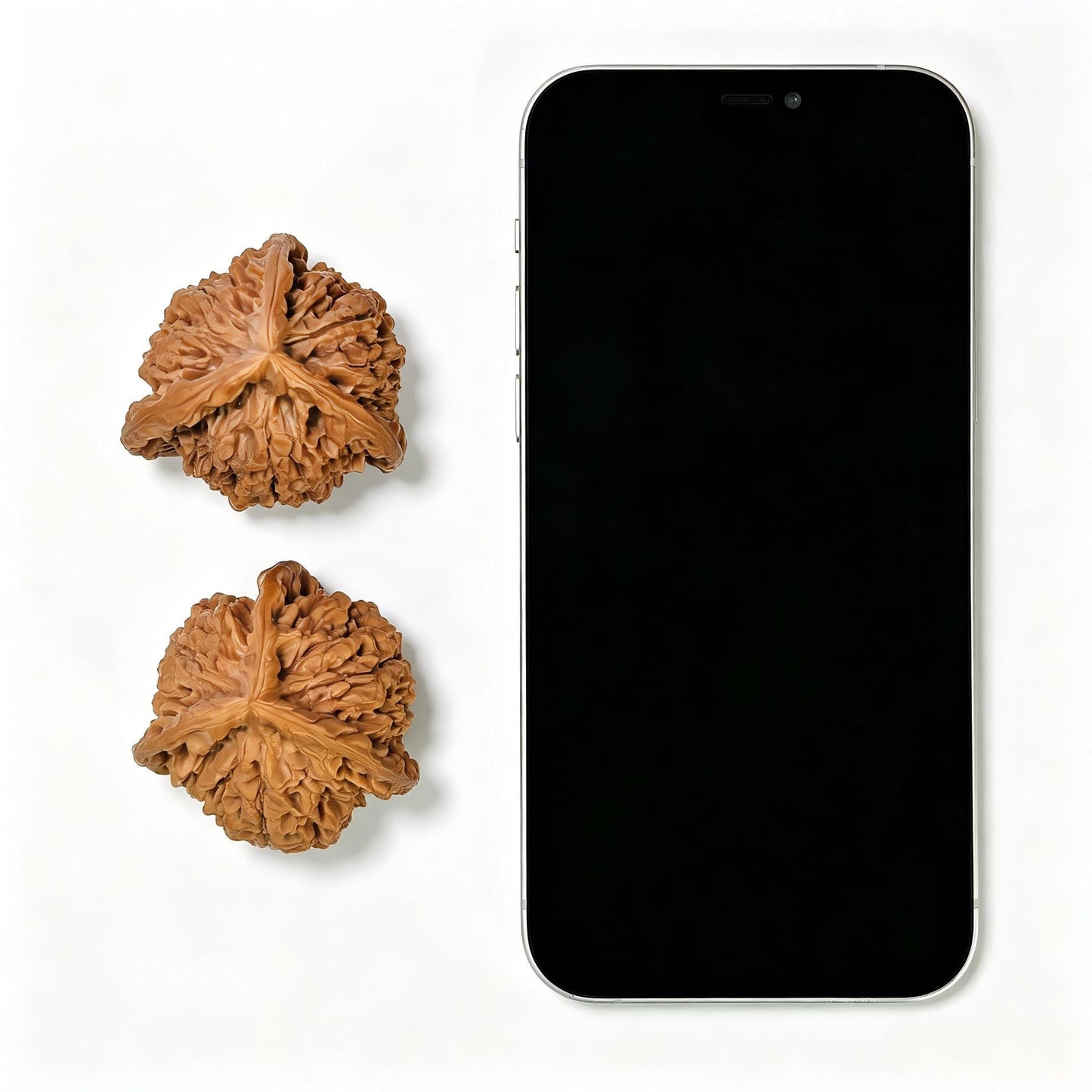 Three-Ribbed Giant Official's Hat (Da Guanmao Sanling) Scholar Walnuts Pair | Perfect 38.0mm x 38.0mm Isometric Profile | Collector Grade Masterpiece | Stock ID: DGMSN-02E - ThePatinaProject
