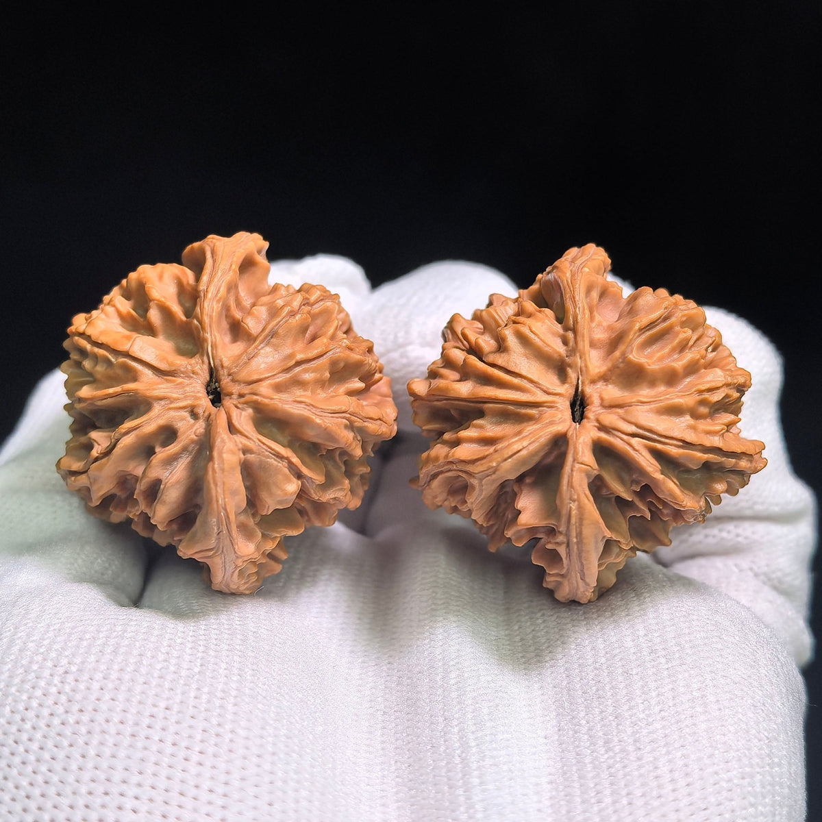 "Tong Tian Ba Tian Can Jiao" TTB-CG1A5E Mutational Lineage Wenwan Walnuts Pair | 40.0mm x 37.0mm | Stock ID: TTB-CG1A5E - ThePatinaProject