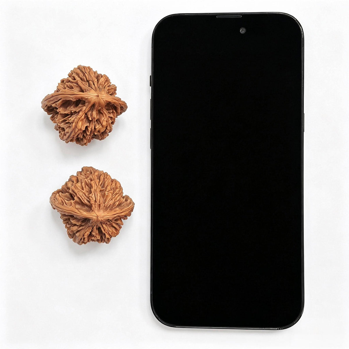 "Tong Tian Ba Tian Can Jiao" TTB-CG1A5E Mutational Lineage Wenwan Walnuts Pair | 40.0mm x 37.0mm | Stock ID: TTB-CG1A5E - ThePatinaProject