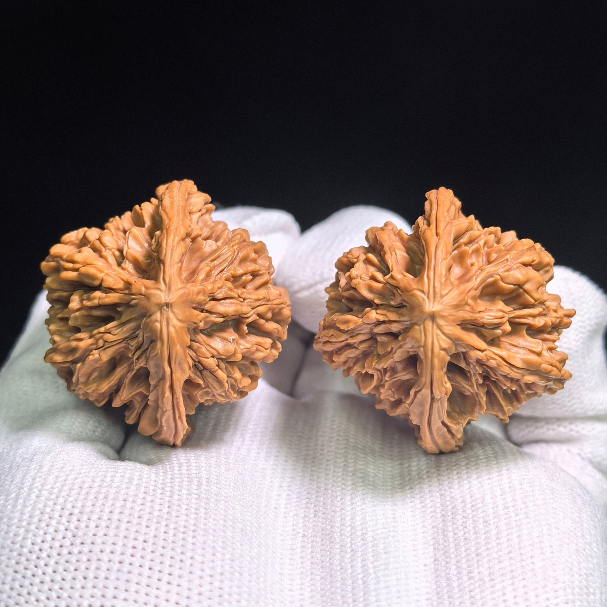 "Tong Tian Ba Tian Can Jiao" TTB-CG1A5E Mutational Lineage Wenwan Walnuts Pair | 40.0mm x 37.0mm | Stock ID: TTB-CG1A5E - ThePatinaProject