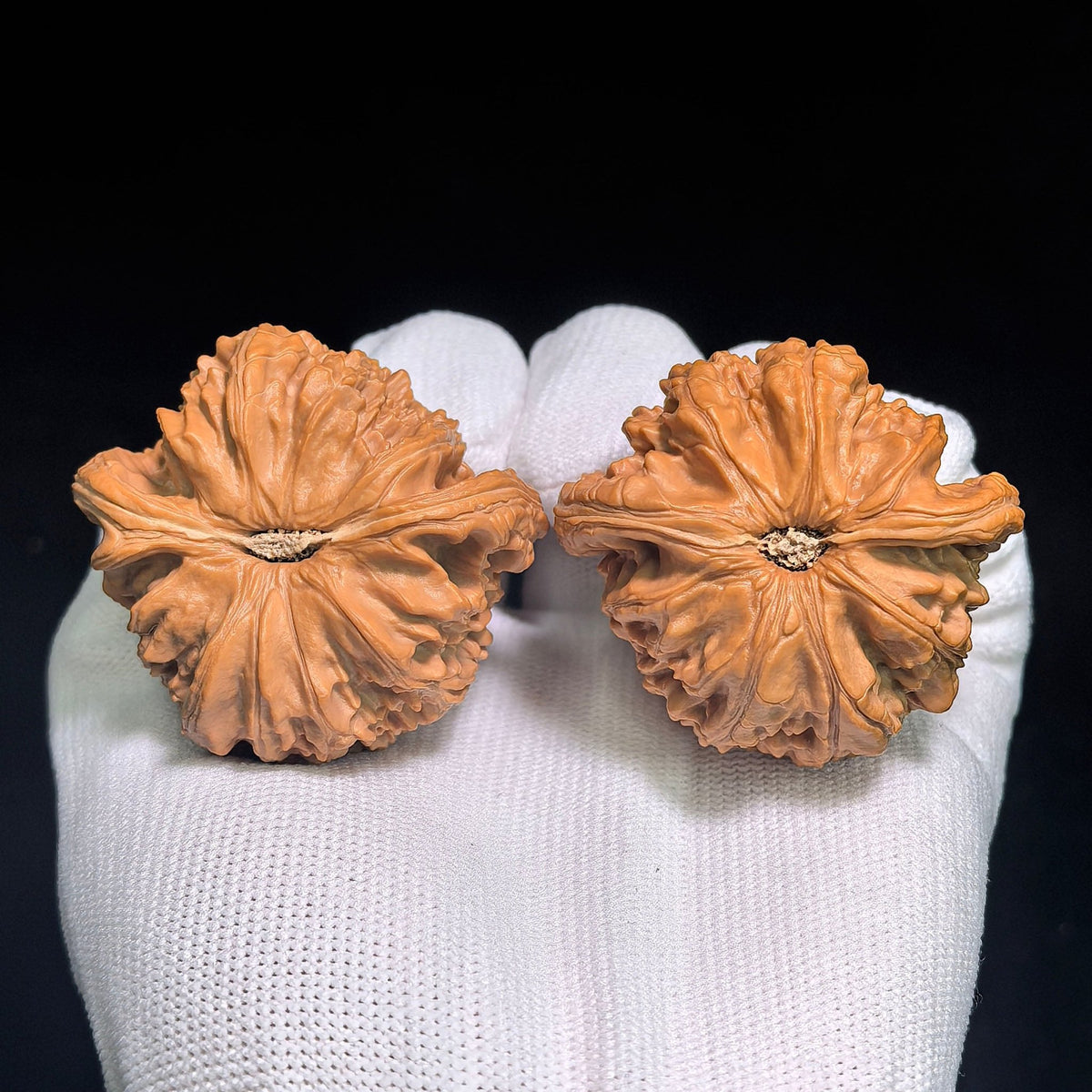 "Turtle-Back White Lion" Baishizi Wuguibei BSJWGB-CG1B3E Wenwan Walnuts Collector Pair | 47.0mm x 43.0mm | Stock ID: BSJWGB-CG1B3E - ThePatinaProject
