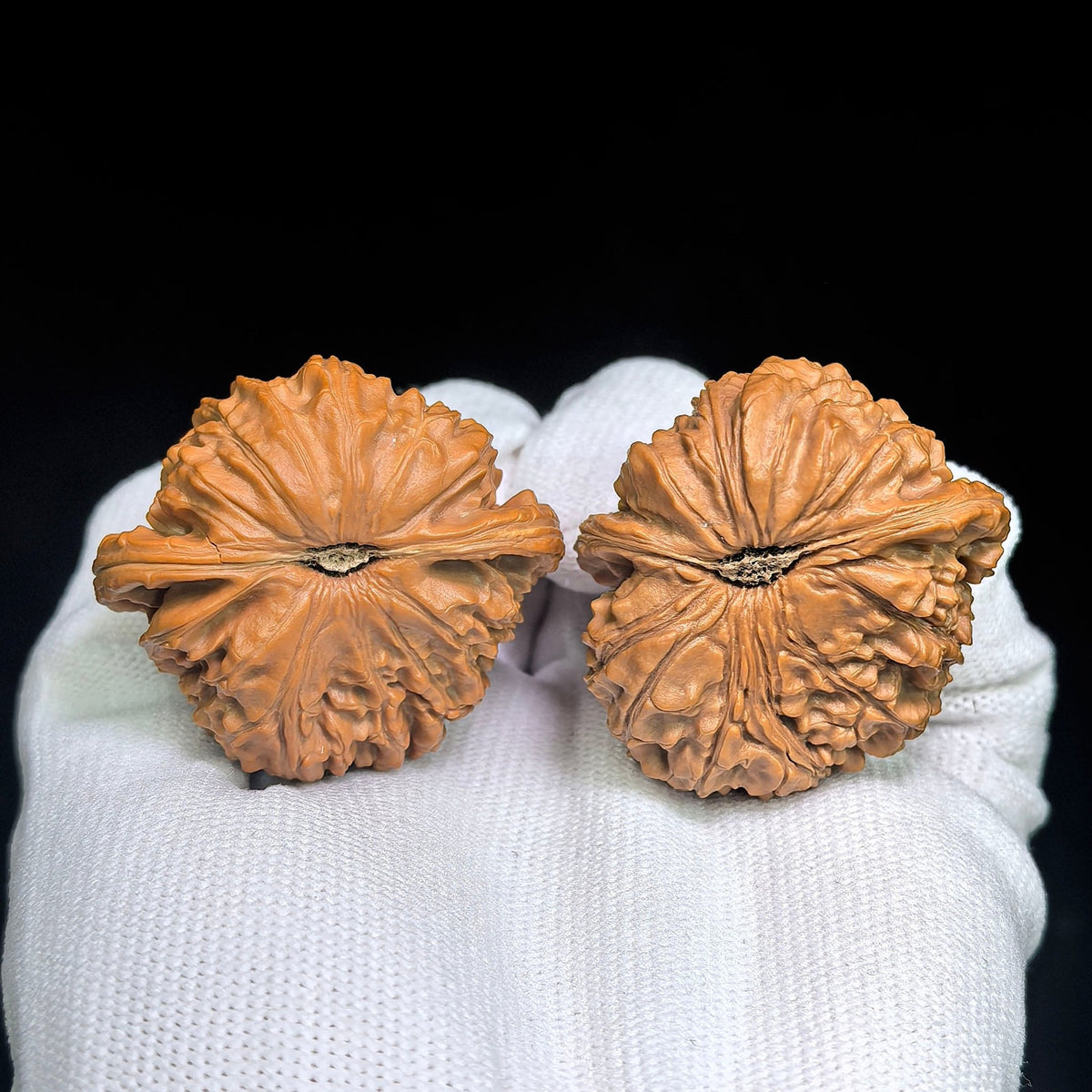 White Lion “Pufferfish” Half-Wall Wenwan Walnut Pair — 40.0mm x 29.0mm | BSZBB-1402E - ThePatinaProject