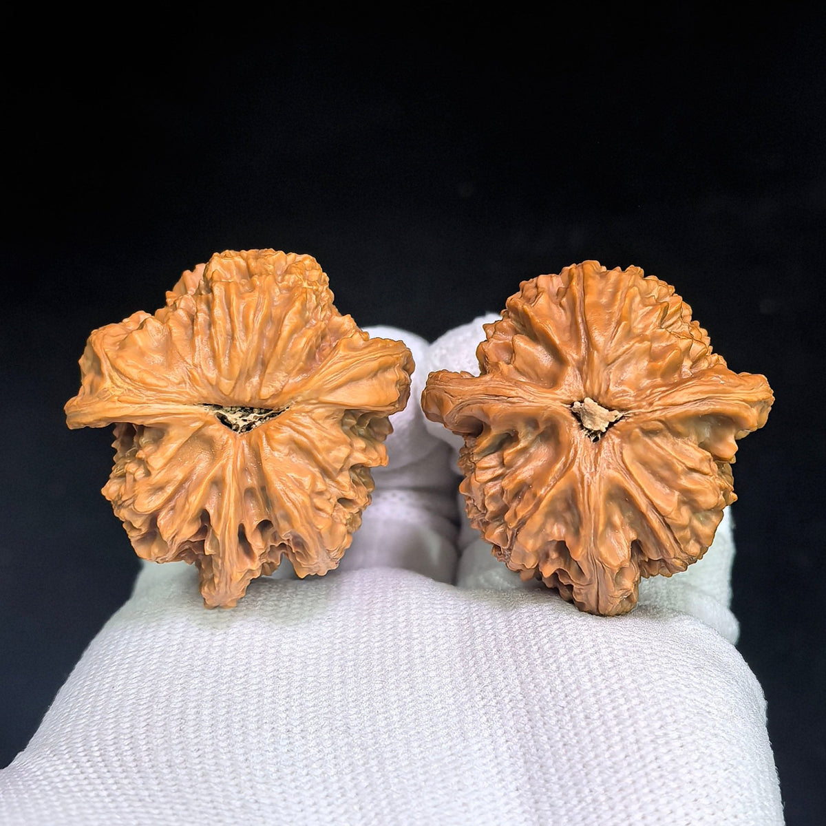 White Lion Three-Ridge Wenwan Walnut Pair — 37.0mm x 39.0mm | BSZSN-1401E - ThePatinaProject