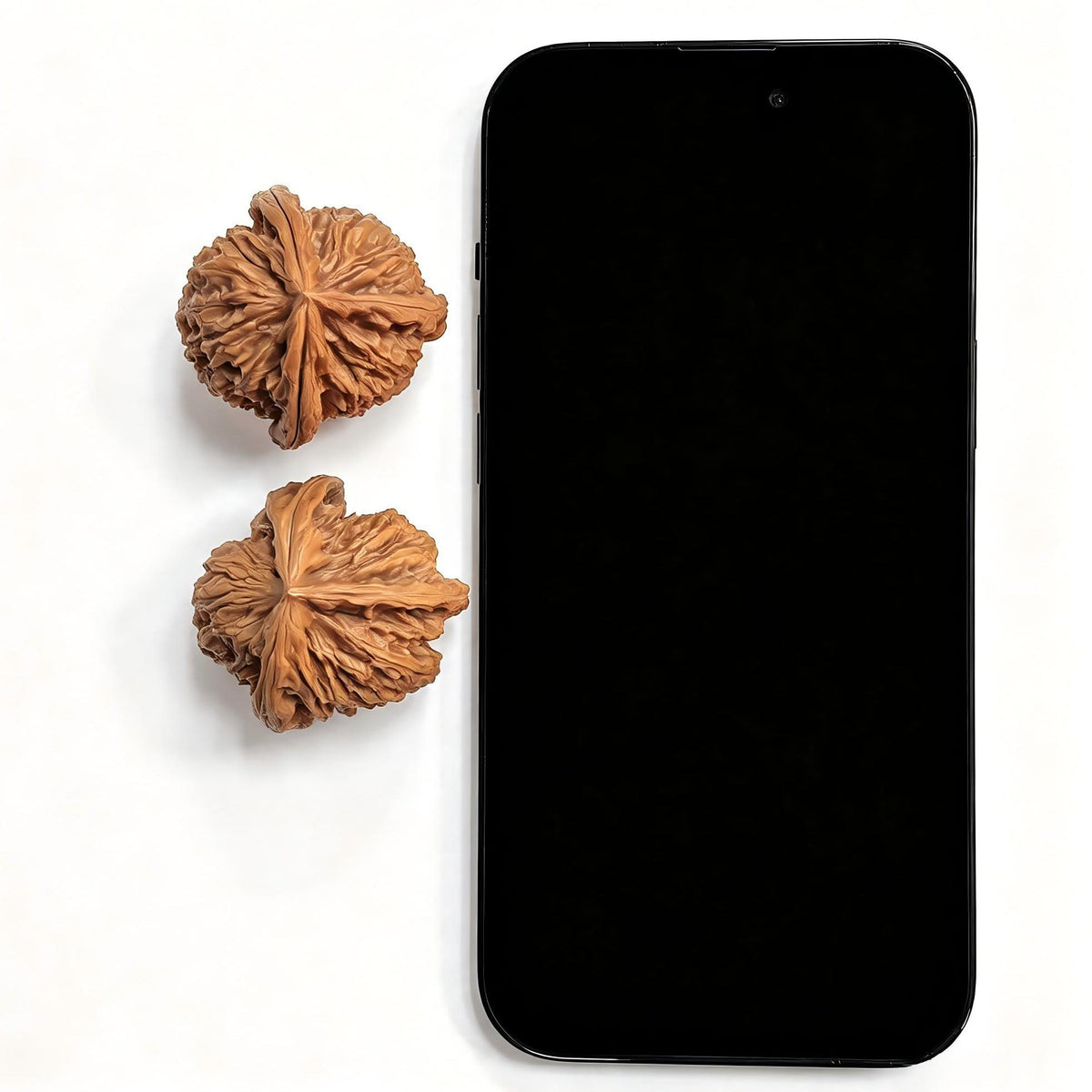 White Lion Three-Ridge Wenwan Walnut Pair — 37.0mm x 39.0mm | BSZSN-1401E - ThePatinaProject