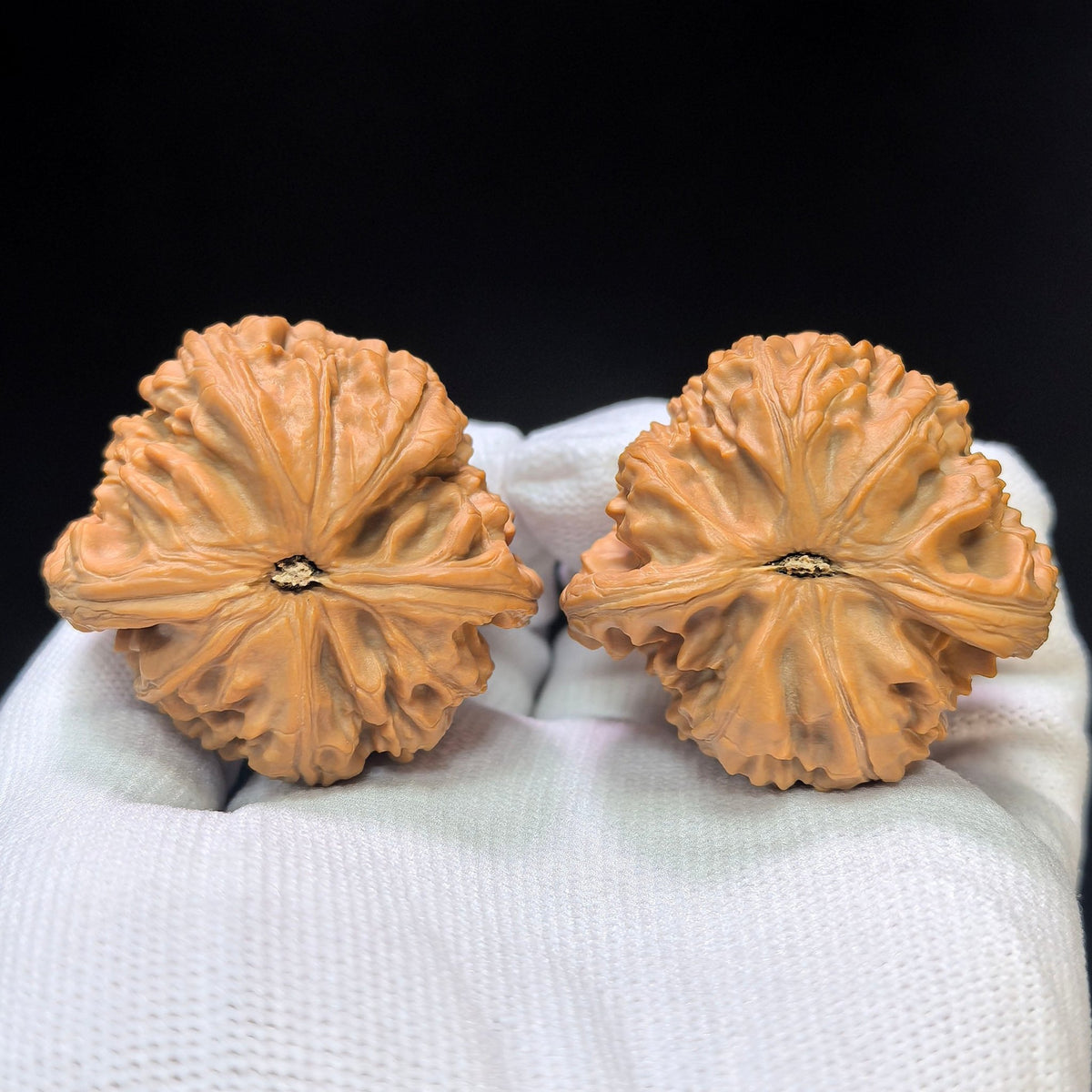 "White Lion Turtle-Back" Baishizi Wuguibei Wenwan Walnuts Pair | 42.0mm x 40.0mm | BSJWGB-C235E - ThePatinaProject
