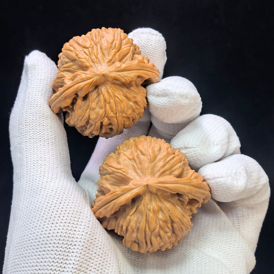 "White Lion Turtle-Back" Baishizi Wuguibei Wenwan Walnuts Pair | 42.0mm x 40.0mm | BSJWGB-C235E - ThePatinaProject