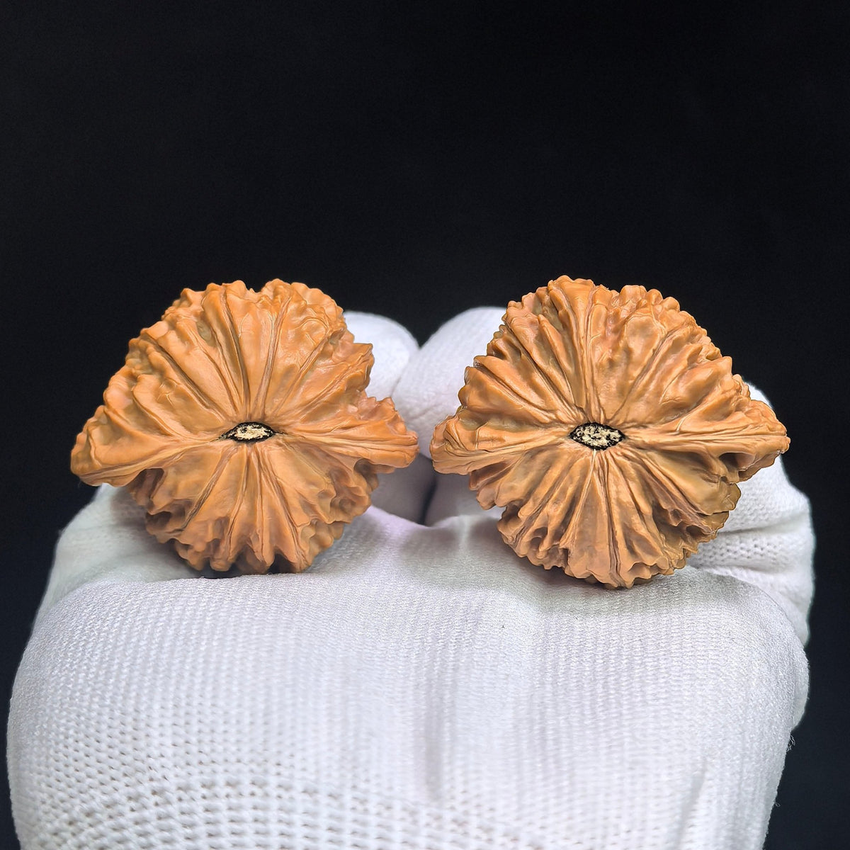 "Wild Mo Pan / Grinding Stone" Heirloom Collection Wenwan Walnuts Pair | 44.0mm x 39.0mm | MP-1113 - ThePatinaProject