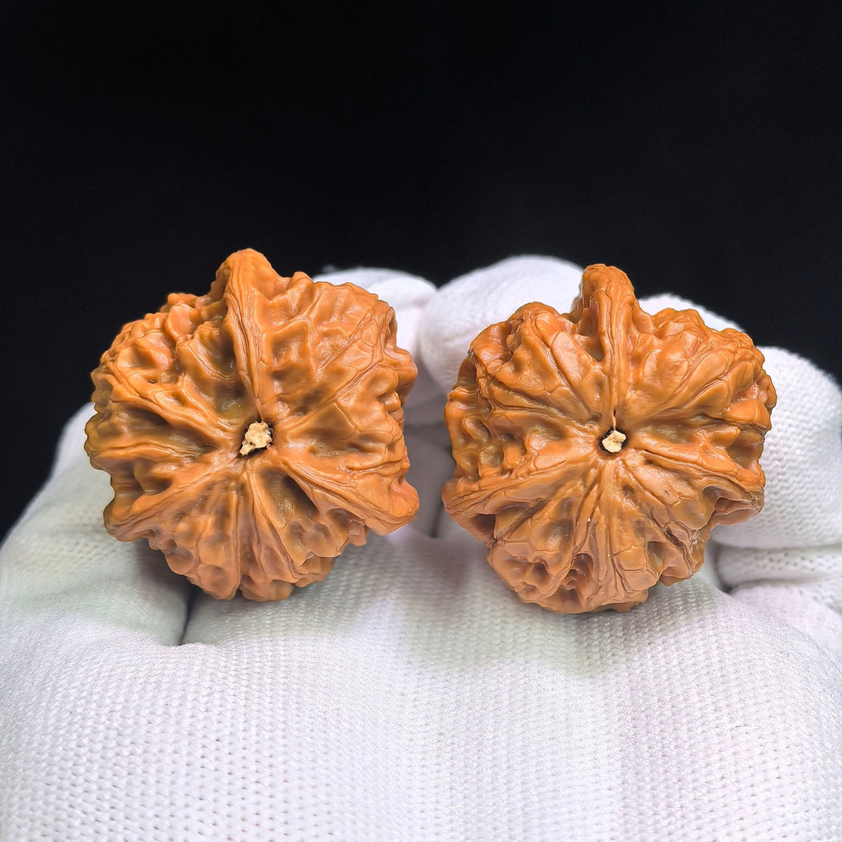 "Yu Hua Shi San Leng Ben" YHSSN-CG1A3E Mutational Lineage Wenwan Walnuts Pair | 37.0mm x 37.0mm | Stock ID: YHSSN-CG1A3E - ThePatinaProject