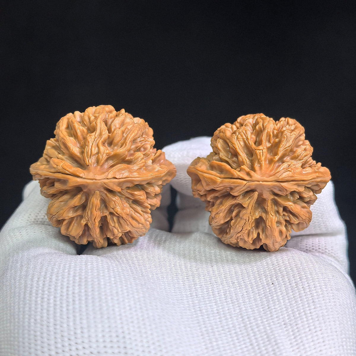 Zhuangyuan Guan Wenwan Walnuts Pair | Rare Variety | 38.0mm × 37.0mm | ZYG-SY1D3 - ThePatinaProject