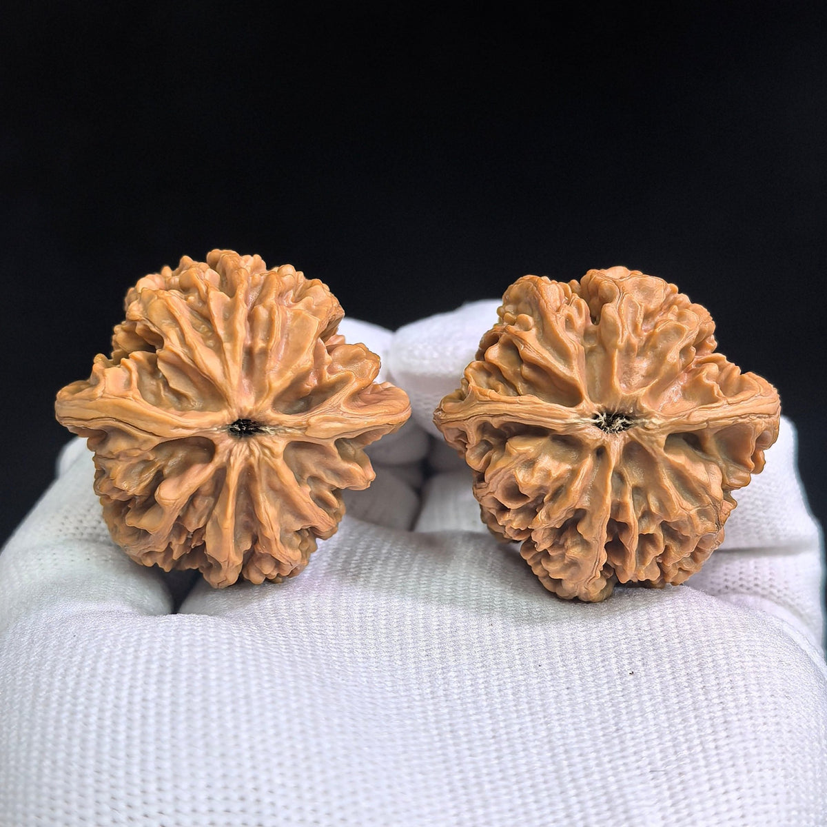 Zhuangyuan Guan Wenwan Walnuts Pair | Rare Variety | 38.0mm × 37.0mm | ZYG-SY1D3 - ThePatinaProject